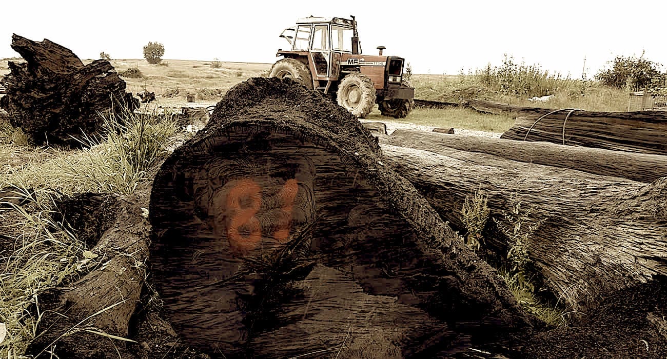 vieux chêne des marais, le morta, chene noir